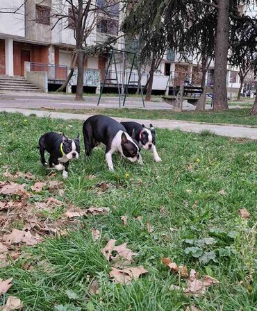 Psi: Na prodaju štenci rase BOSTON TERIJER, prekrasnih, zdravih roditelja na lalafo.rs — 15 Psi: Na prodaju štenci rase BOSTON TERIJER, prekrasnih, zdravih roditelja — 15