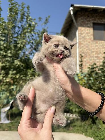 сибирская вислоухая кошка: Британская короткошёрстная, 1 месяц, Девочка, Лиловый, Приучена к лотку, Проглистована, С документами — 1