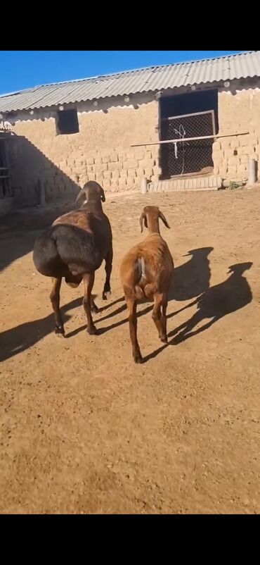 Qoyunlar, qoçlar: Qoyun – qaragül/quyruqlu ətlik tip. - Rəng: tünd qəhvəyi — 6