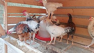 даканы куры: Продаю | Петух — 1
