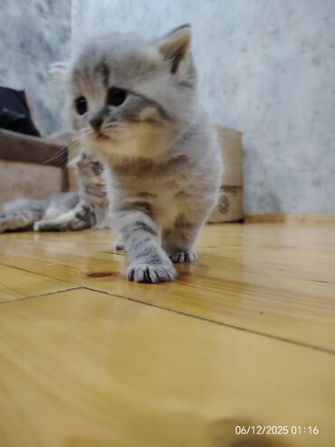 Pişiklər: Boz rəngli balaca pişiklər – yumşaq tüklü, iri qara gözlü, qısa — 7