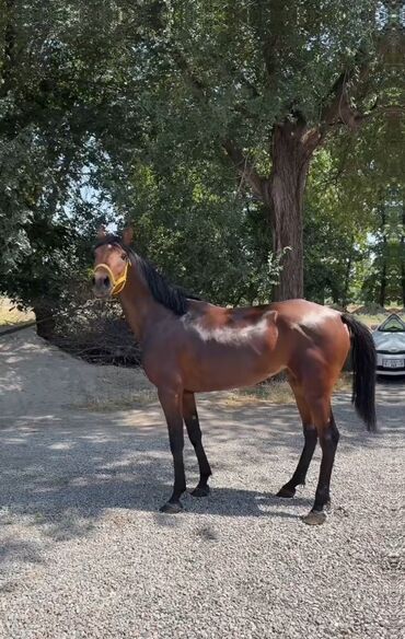 сколько стоит щенок хаски без документов: Сатам | Бээ (ургаачы) | Ат спорту