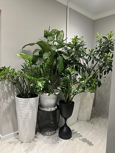 Диффенбахии: Комнатные растения в декоративных горшках - Диффенбахия крупнолистная — 46