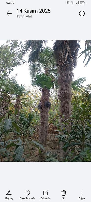 Ağaclar: Təsvir: - Nadir dekorativ xurma ağacları (Trachycarpus tipli, yelpik — 10