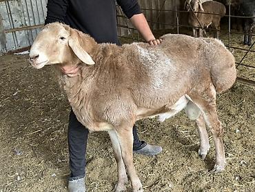 Продам с/х животных: Продаю | Баран (самец) | Для разведения | Племенные — 5