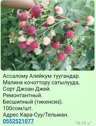 Другие товары для дома: Малина кочоттору сатылууда, аз калды жетишип калыныздар. сорту Джоан