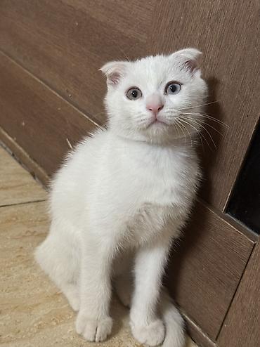 коты белый: Белоснежный котёнок с загнутыми ушками - Окрас: полностью белый — 7