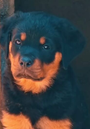 İtlər: Rotveyler — 9