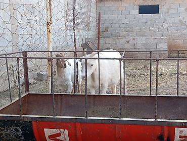 зцм для козлят купить: Продаю | Коза (самка), Козлёнок | Зааненская, Битал | Для разведения, Для молока — 2