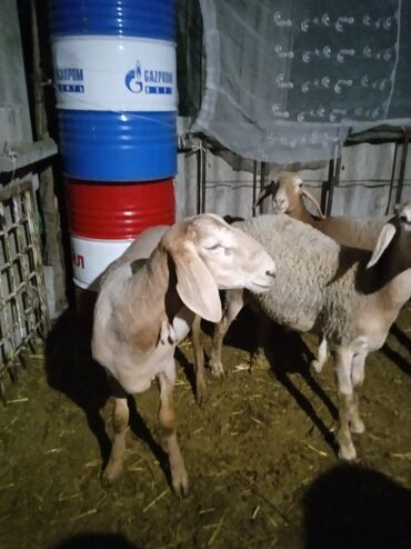 в какой приют можно отдать собаку: Продаю | Баран (самец) | Полукровка, Арашан | На забой, Для разведения | Племенные, Осеменитель