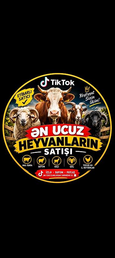 Dana, buzov: Heyvanların satışı – geniş seçim Təklif olunan heyvan növləri: - — 2