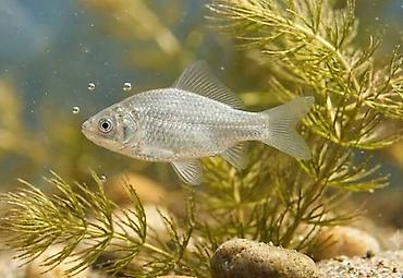 инкубатор талас: Мальки карася - Вид: карась серебряный (Carassius auratus gibelio) – — 1