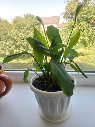 Другие комнатные растения: Молодой саженец лимона, выращенный в домашних условиях. Растение имеет at lalafo.kg — 8 Другие комнатные растения: Молодой саженец лимона, выращенный в домашних условиях. Растение имеет — 8