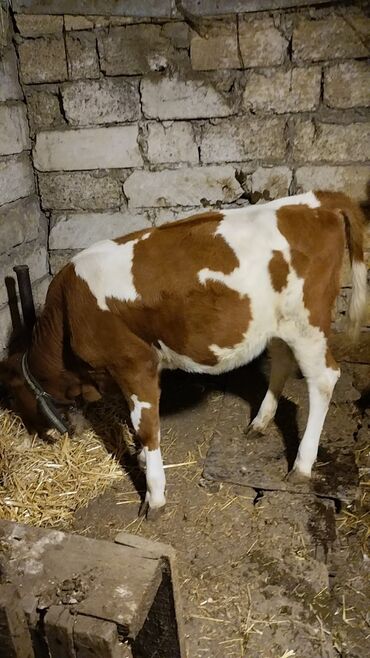 Inəklər, öküzlər: Məhsul: İnək (iribuynuzlu heyvan) Xüsusiyyətlər: - Rəng: Ağ-krem — 6