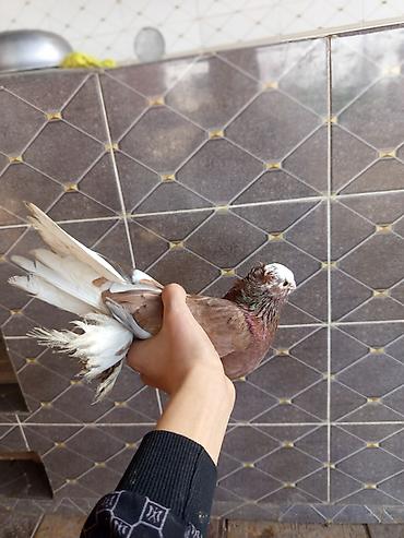 Птицы: Продаю голубей молодые 1,5 года пара 6000сом — 14