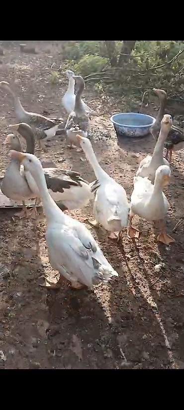 6 aylıq yerli qazlar satılır tam sağlam kənd şərayitində böyudulub lalafo.az -da 6 aylıq yerli qazlar satılır tam sağlam kənd şərayitində böyudulub
