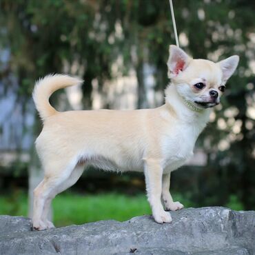 Собаки: Шикарная девочка чихуахуа! Маленький размер ✅ Прекрасное