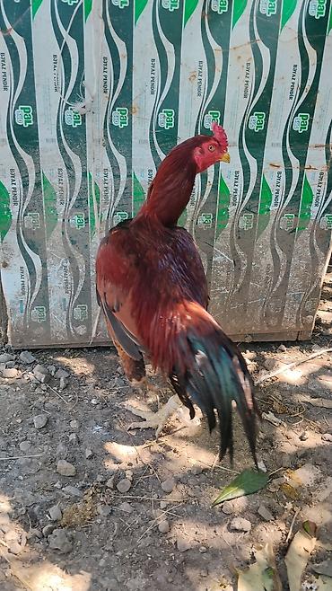 broiler toyuq satisi: Məhsul: Qırmızı-qara rəngli ev xoruzu Təsvir: - Uzun boyunlu, güclü — 1