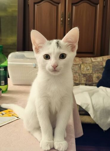 Pişiklər: Dişi, Yaxşı əllərə — 8