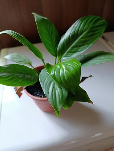 Фикусы: Комнатные растения — коллекция укоренённых саженцев и деток - Фикусы — 9