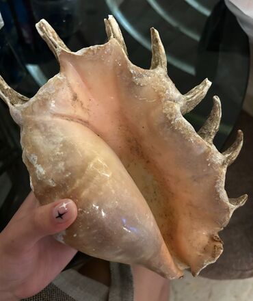 купить часы: Большая морская ракушка из Красного моря (Египет)
