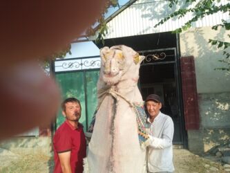 купить искусственный газон: Декоративная фигура верблюда в полный рост - Большая напольная фигура