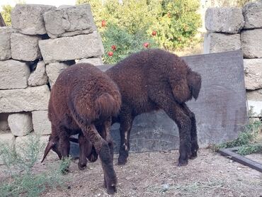 Quzu: Məhsul: Qara-qəhvəyi rəngdə iki baş quzu Xüsusiyyətlər: - Yerli