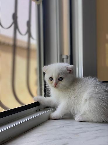 Кошки: Британская вислоухая, Самка, Самовывоз — 9