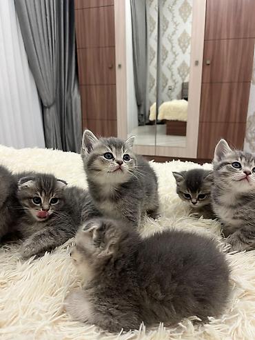 Pişiklər: Balaca pişik balaları - Cins: boz və tünd zolaqlı (tabby naxışlı) — 9