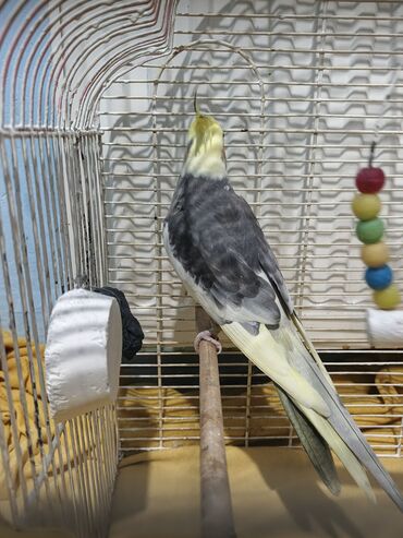 Tutuquşları: Nymph parakit (cockatiel) – boz-sarı rəngli, başında sarı çələk və — 3