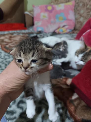 Продажа кошек: Котята вместе с мамами, 2 кошки молодые и 8 котят. - Помёт — 3