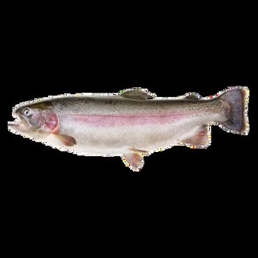 Рыба и морепродукты: Замороженный, До 1 кг, Самовывоз, Бесплатная доставка, Платная доставка at lalafo.kg — 9 Рыба и морепродукты: Замороженный, До 1 кг, Самовывоз, Бесплатная доставка, Платная доставка — 9