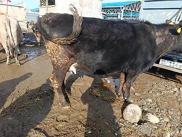 Коровы, быки: Продаю | Корова (самка) | Алатауская | Для молока | Стельные — 6