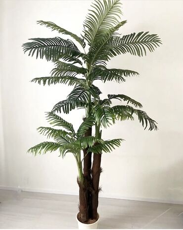 биндеры 230 листов для дома: Пальма 2,5 метра .Пышная шикарная .легко разбирается для перевозки на