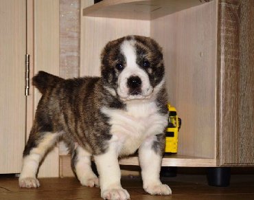 İtlər: Алабай (Alabay) Племенной питомник предлагает щенков среднеазиатской — 10