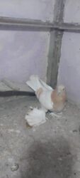 купить домашних курей: Продаю молодых голубей 1 шт стоит пятьсот сом окончательно гоняю