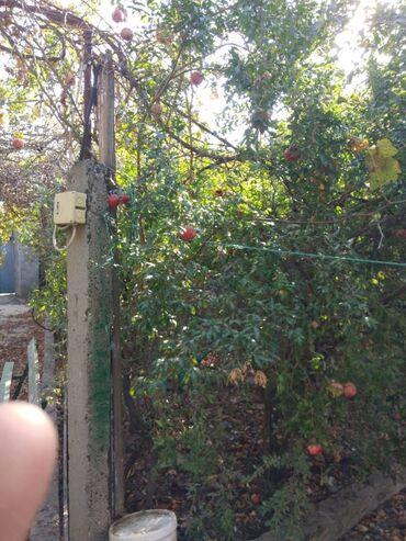 Torpaq sahələrinin satışı: 12 sot, Mülkiyyətçi, Kupça (Çıxarış) — 5