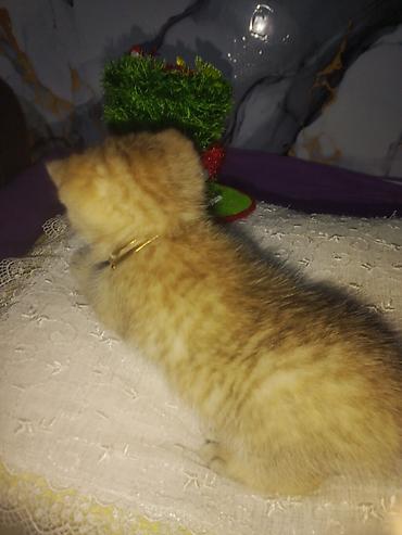 Pişiklər: Britan — 3