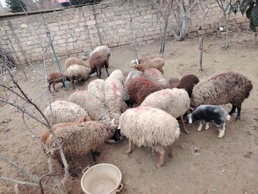 Qoyunlar, qoçlar: Məhsul: Qoyun və quzular Qoyun balası ilə satılır cəm 13 qoyun 13 — 7