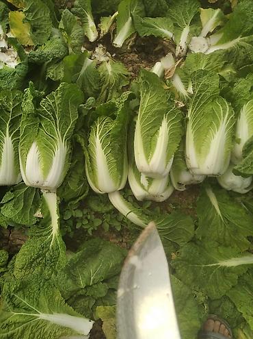 Промышленные холодильники и комплектующие: Сдаются в аренду холодильники промышленные для сельскохозяйственных — 4