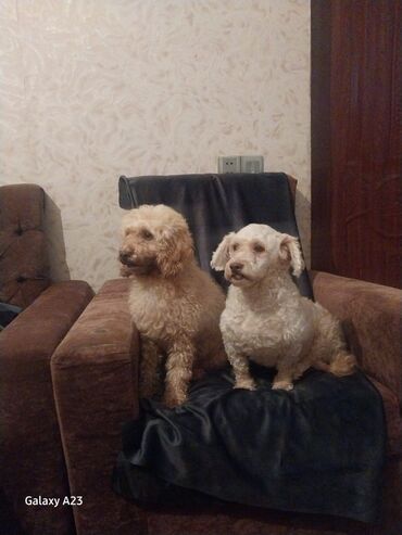 coban itleri: Pudel