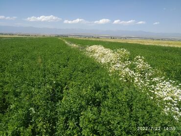 Продажа участков: 3 соток, Для сельского хозяйства