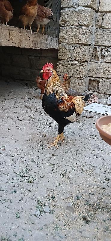 barter xoruz: Məhsul: Xoruzlar (ev quşu) Təsvir: - Şəkillərdə fərqli rəng — 2