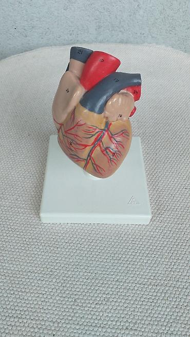 Ostali medicinski proizvodi: Model građe srca renomiranog nemačkog proizvođača Kao sa slika Ne — 1