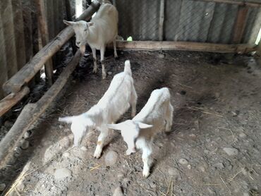 ereb keçisi: Dişi, Zanen, il: 2, Südlük