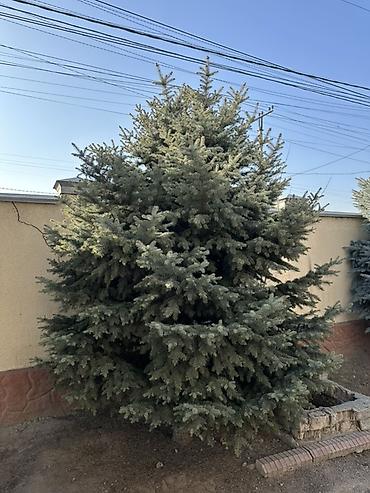 купить саженцы березы: Елка голубая (ель колючая, Picea pungens), взрослая, сформированная — 6