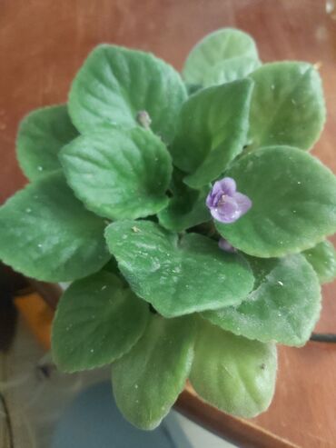 Otaq bitkiləri: 40 ədəd bənövşə şəkildə olduğu kimi satılır — 6