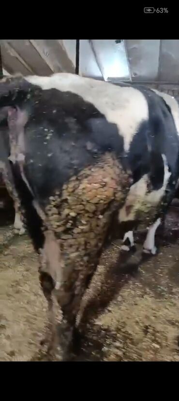 Inəklər, öküzlər: Salam aleykum super 2 dene iney diler cüt 6400 diyilir razılaşmaq olar — 7