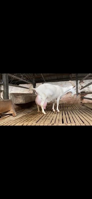 Keçilər, çəpişlər: Süd keçisi – ağ rəngli, uzun buynuzlu - Yüksək süd verimi üçün — 10