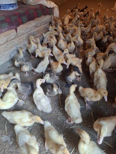 Ördəklər: 107 dene yawil baw ordek 23 gunukdu 3 .70 1 densi cem satlir unvan — 7